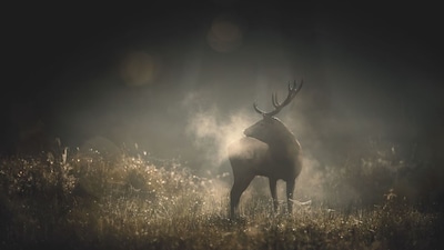 Lingefilm toont natuurfilm Whispers in the Woods