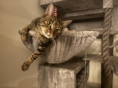 Heb jij Pepper, Mimi of Tinus gezien? Deze vijf huisdieren worden in Ede vermist