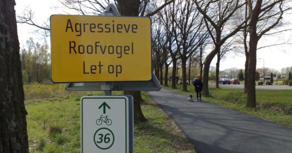 Agressieve roofvogel is weer in Escharen