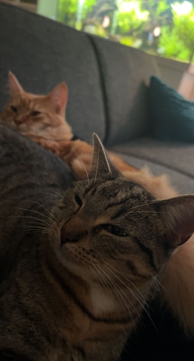 Heb jij Cloé of Luna gezien? Deze twee huisdieren worden in Winterswijk vermist