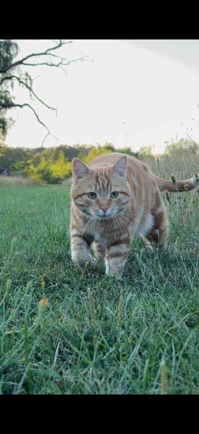 Heb jij Billy gezien? Dit huisdier wordt in Winterswijk vermist