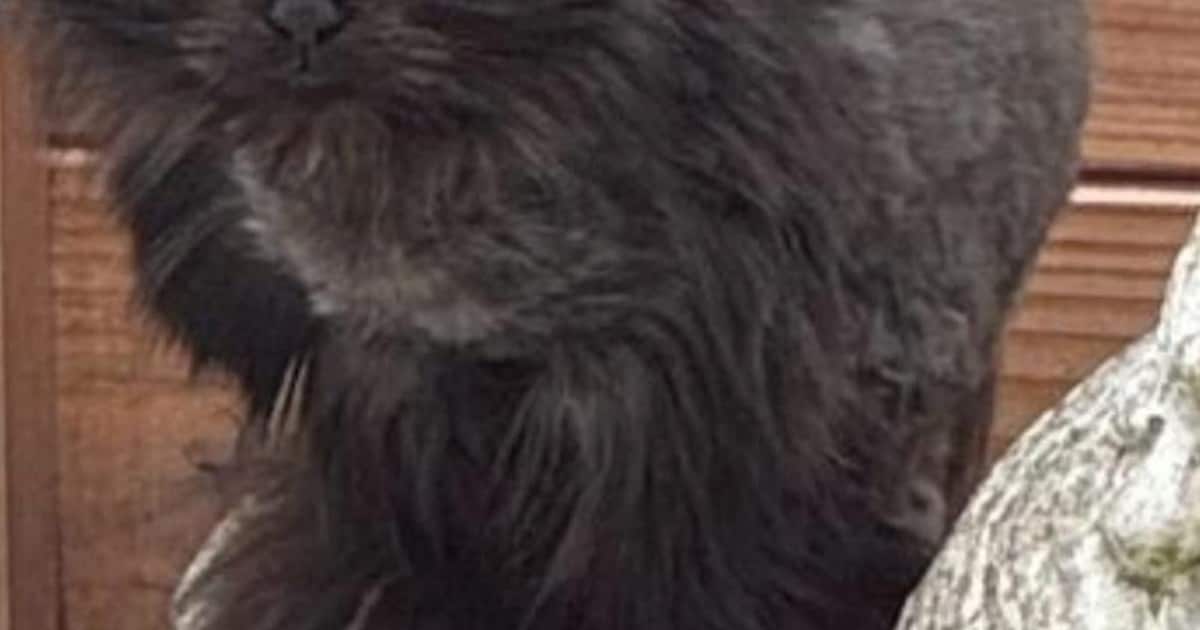 Heb jij Molly of Pardoes gezien? Deze twee huisdieren worden in Renkum vermist