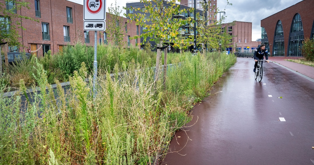 Hoog onkruid rondom winkelcentrum in Lent leidt tot ergernis, maar er komt verbetering aan