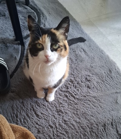Heb jij Pluis, Chanoe of Lola gezien? Deze vijf huisdieren worden in Arnhem vermist