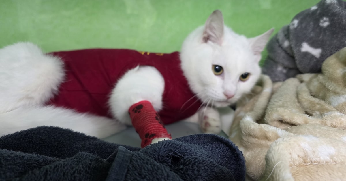 In Eindhoven beschoten kat is geopereerd, stukken darm verwijderd