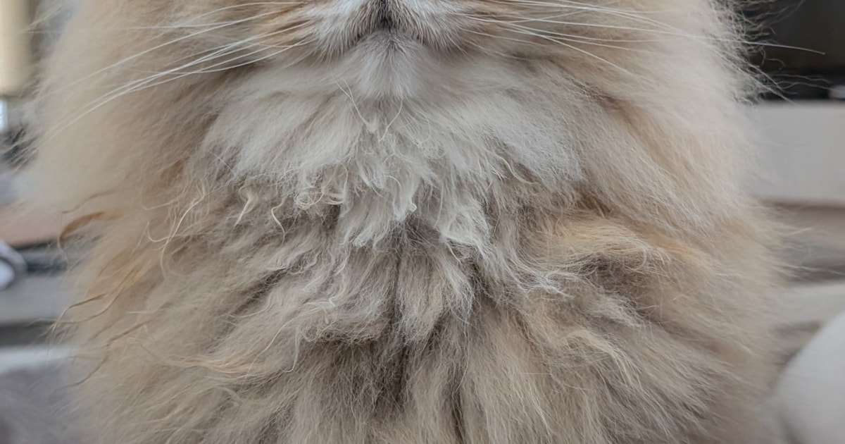 Heb jij Dandy gezien? Dit huisdier wordt in Rhenen vermist