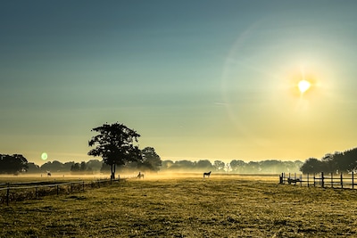 Code geel in het noorden wegens mist, maar daarna breekt zon door: ‘Ideaal weer om bloesembomen te bekijken’