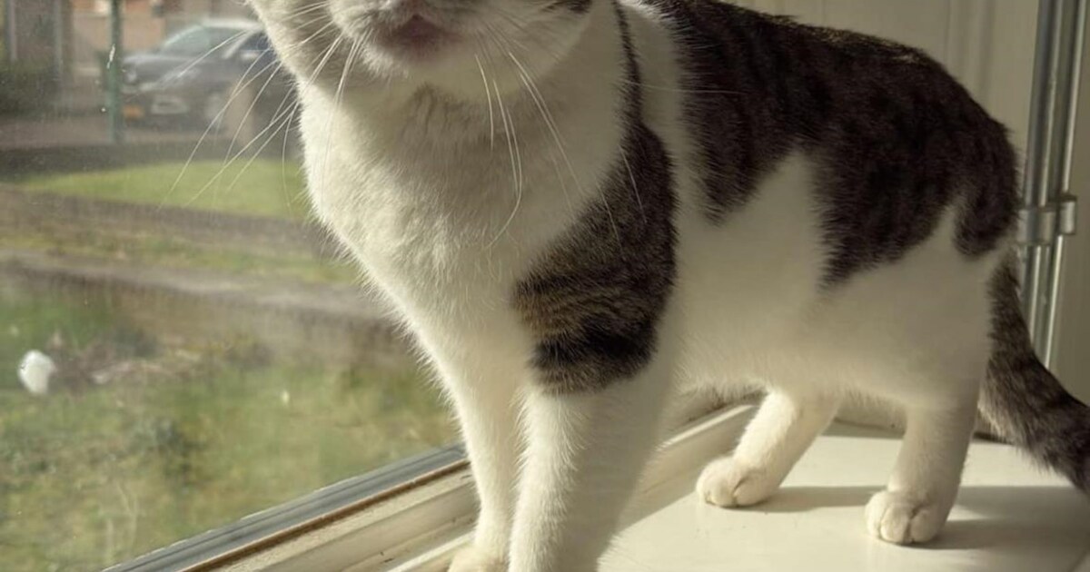 Heb jij Simba gezien? Dit huisdier wordt in Bernheze vermist