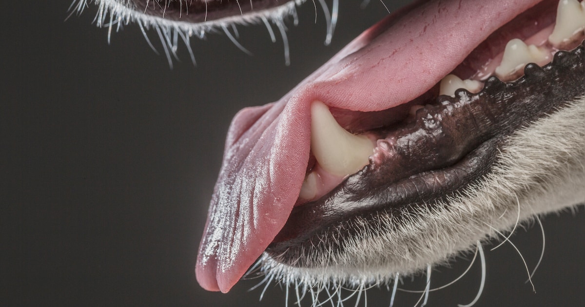 Kind gewond na bijtincident met hond in Maarssen: ‘Veel impact op de wijkbewoners’