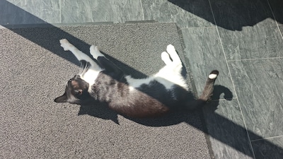 Heb jij Simba gezien? Dit huisdier wordt in Druten vermist