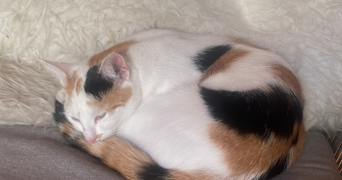 Heb jij Nena gezien? Dit huisdier wordt in Winterswijk vermist