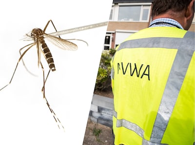 Zorgen om Aziatische tijgermug: ‘Vestigt zich binnen vijf jaar permanent in Nederland’