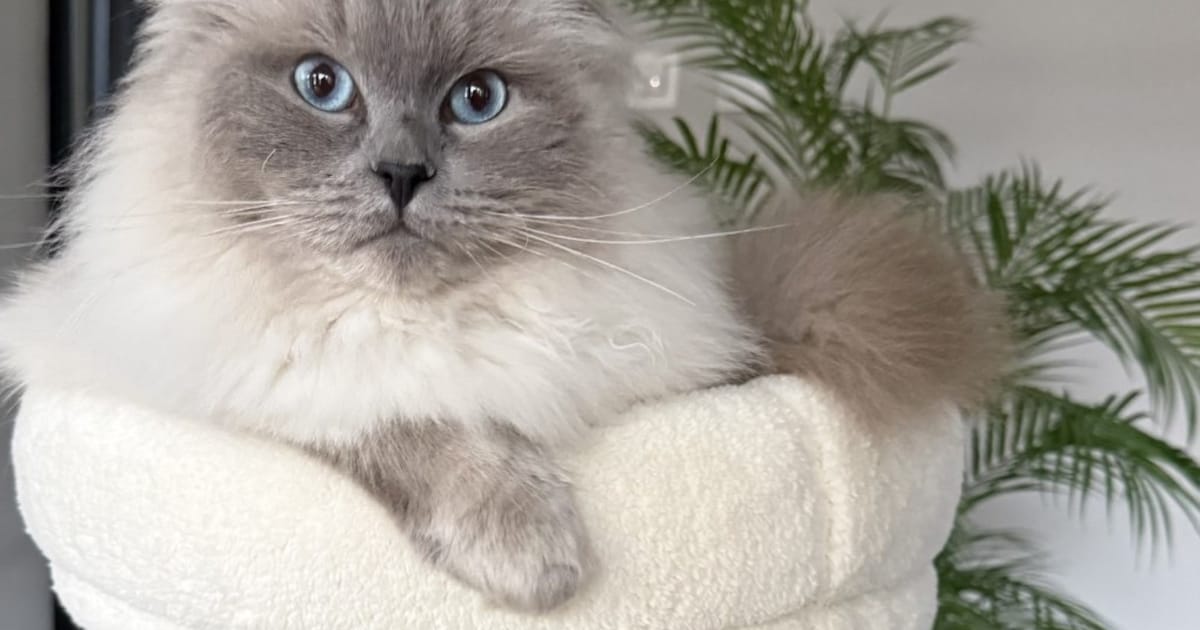 Heb jij Lio of Mavis gezien? Deze twee huisdieren worden in Zaltbommel vermist