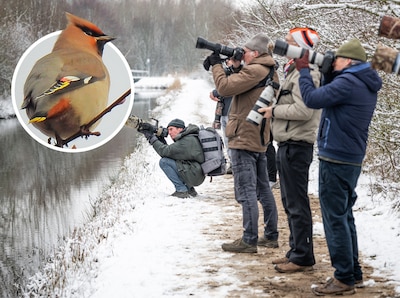Het loopt hier storm met fotografen, en dat allemaal door dit ene bijzondere vogeltje