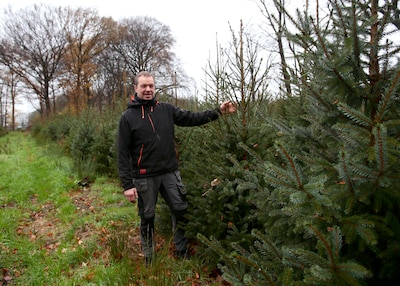 Robert (54) bouwt een nieuw bos van gebruikte kerstbomen: ‘Veel beter dan verbranden’