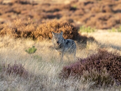 Een wolf op De Hoge Veluwe.