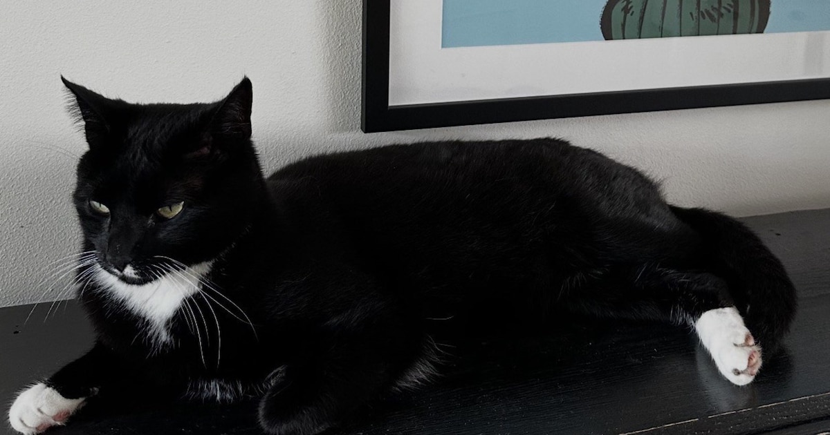 Heb jij Dino gezien? Dit huisdier wordt in Wageningen vermist