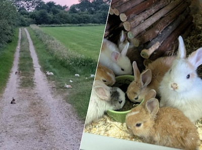 Tientallen konijnen gedumpt in Limburg, meerdere dieren overleden