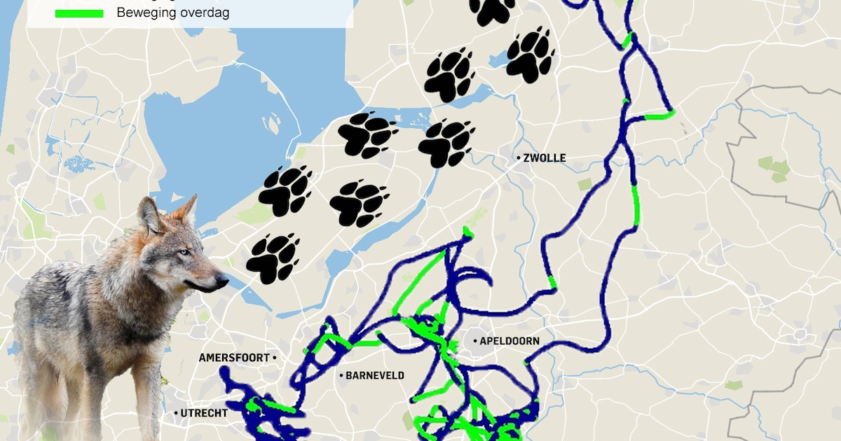 Primeur: zo wandelde en zwom de eerste ‘gps-wolf’ 2500 kilometer door ...