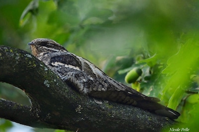 Natuurcentrum De Ginkel houdt nachtzwaluwexcursies in Ede