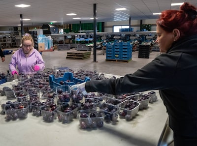 200.000 bakjes met pruimen dreigen in afvalbak te belanden: ‘Tijd is precies wat we nu niet hebben’