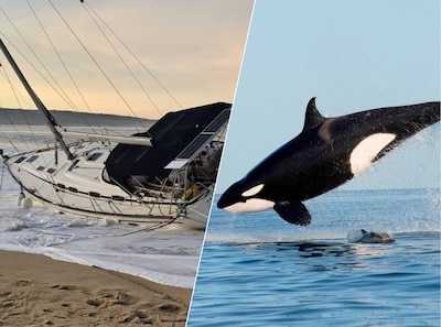 Nederlands stel staat doodsangsten uit op zee in Portugal: ‘We zijn aangevallen door orka’s’