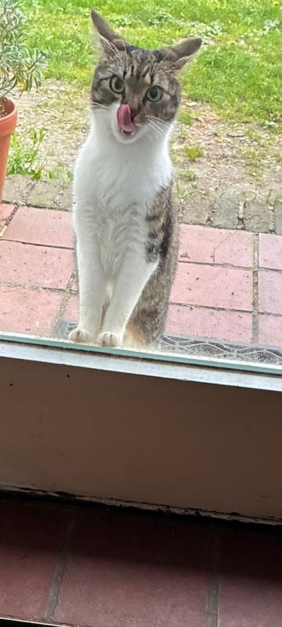 Heb jij Tijgertje gezien? Dit huisdier wordt in Heumen vermist