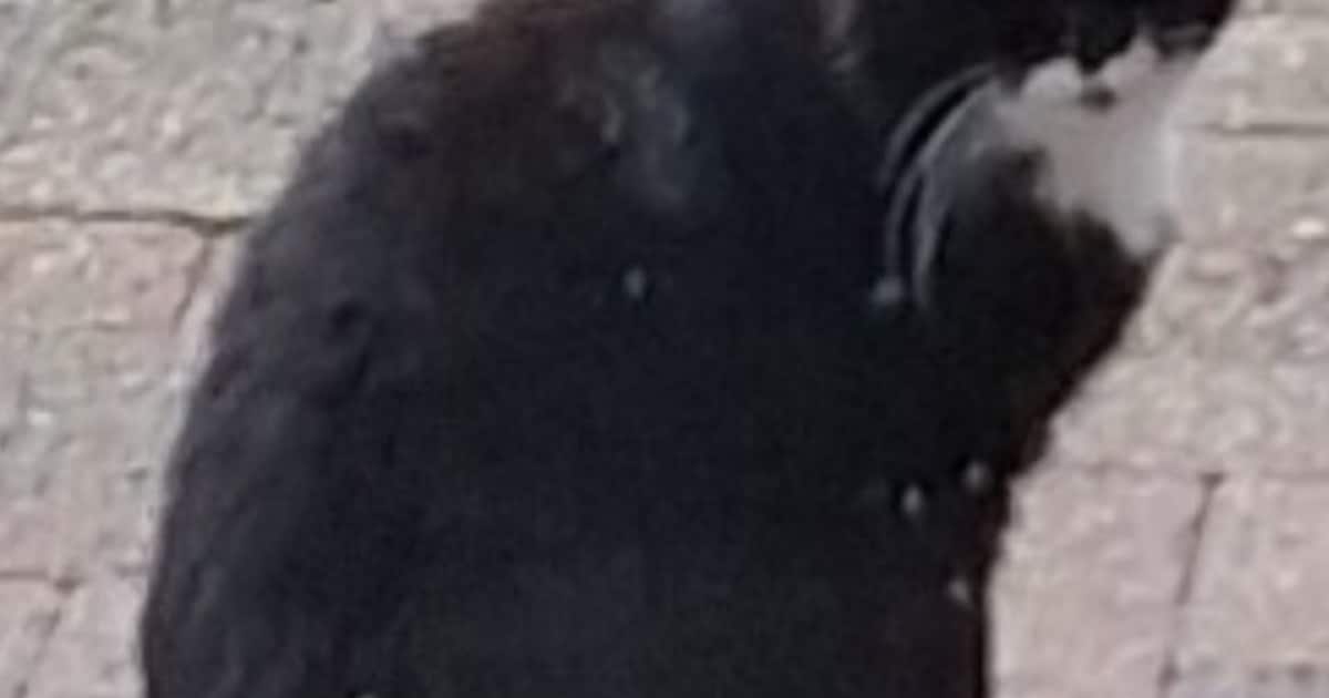 Heb jij Momo of Lilie gezien? Deze twee huisdieren worden in Land van Cuijk vermist