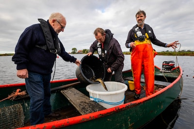 Nieuwe vijand voor paling rukt op, en het is niet de mens