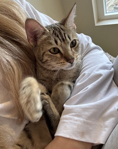 Heb jij Koos of Miffy gezien? Deze twee huisdieren worden in Oost Gelre vermist