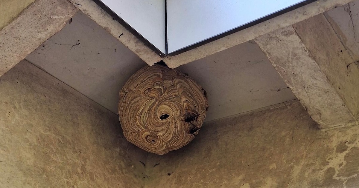 Experts over de Aziatische Hoornaar in het Land van Cuijk