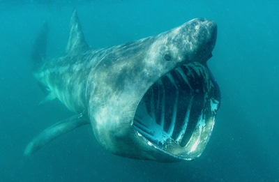 Reuzenhaai gespot in Middellandse Zee: dier kan meer dan 10 meter lang worden