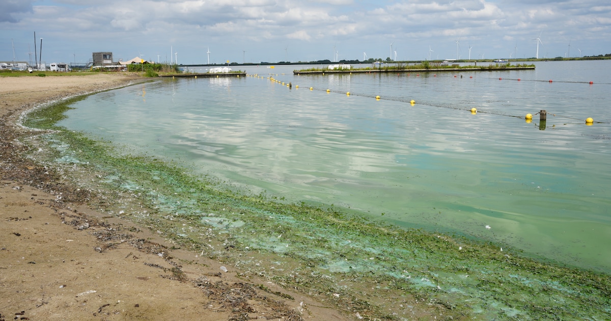 Blauwalgenwaarschuwing bij recreatieplas Wylerbergmeer in Ubbergen