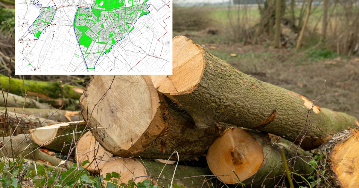 Goirle kapt in de kapvergunningen: ‘Wel eerst naar de groene kaart kijken’