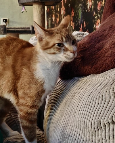 Heb jij Ramzes of Carfield gezien? Deze twee huisdieren worden in Duiven vermist