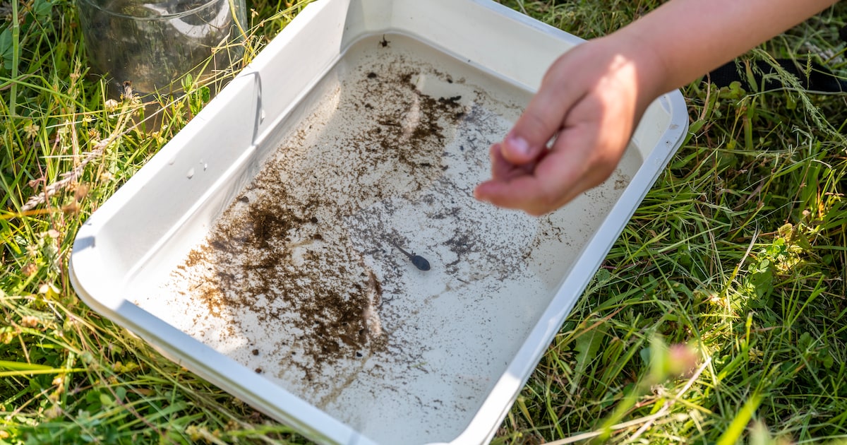 Waterdag bij natuurcentrum De Maashorst in Nistelrode: diverse wateractiviteiten