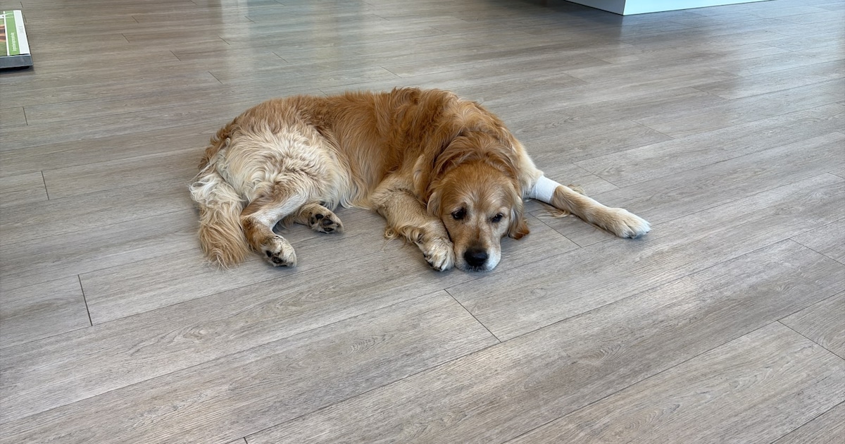 Heb jij Charlie gezien? Dit huisdier wordt in Rhenen vermist