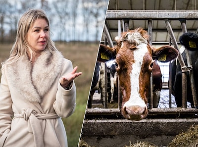 Nieuwe uitkoopregeling: boeren binnen kilometer van natuurgebied krijgen voorrang