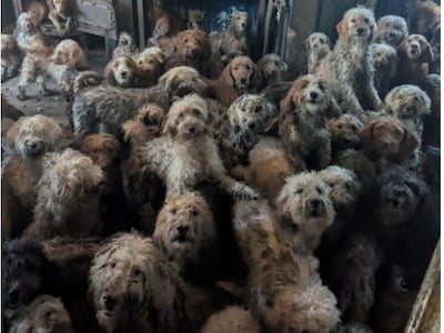 Ruim 250 verwaarloosde honden in Britse woning: ‘Dit is geen AI, maar helaas echt’