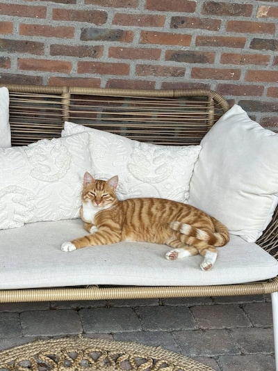 Heb jij Frenkie, Sokje of Violette gezien? Deze drie huisdieren worden in Buren vermist