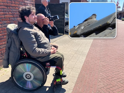 Zeldzaam Amerikaans vogeltje zet Schiedam op z’n kop: vogelaars uit heel het land jagen op grijze junco