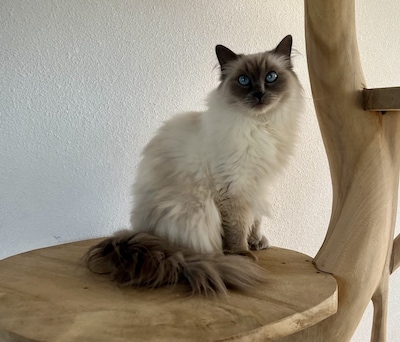 Heb jij Gigi gezien? Dit huisdier wordt in Overbetuwe vermist