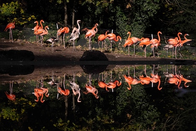 Vogelgriep onder flamingo’s en kraanvogels in Weert, 120 dieren geruimd
