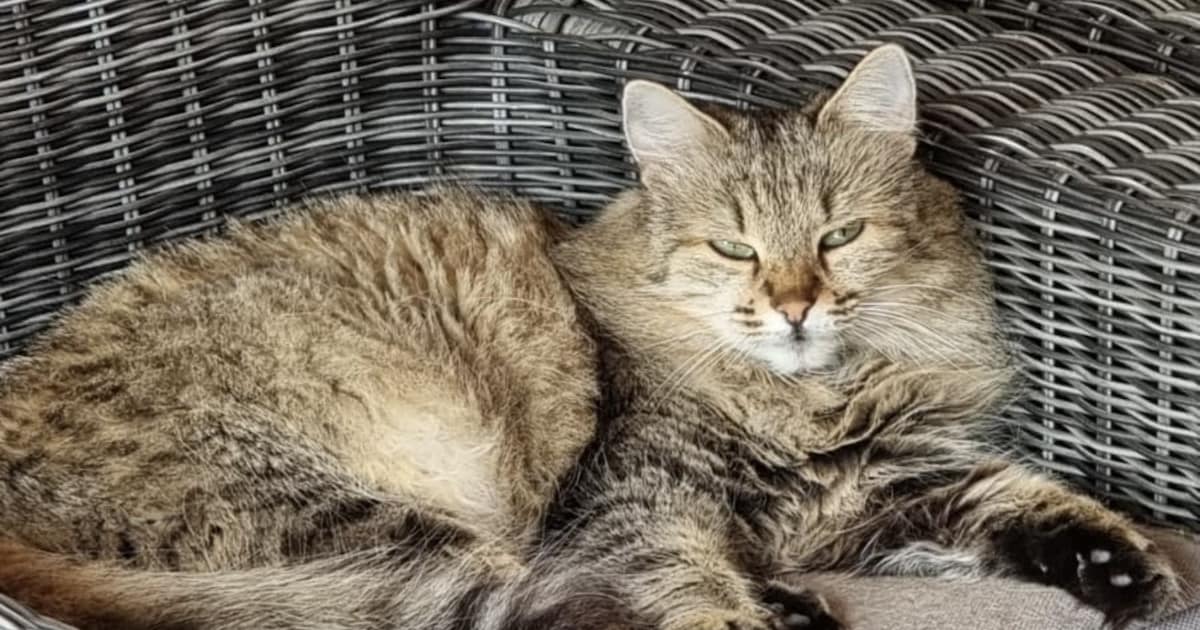 Heb jij Noeska of Phoebe gezien? Deze twee huisdieren worden in West Betuwe vermist