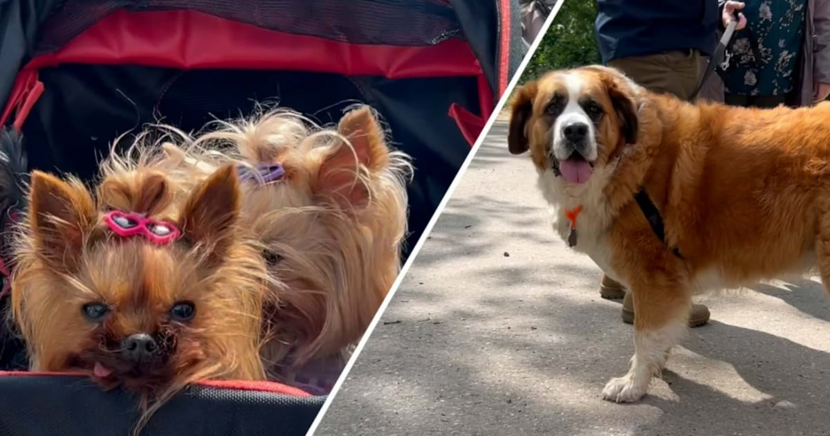 Labradors, maltipoos en foxjes op pad voor zielige soortgenoten: ‘Sommige honden kunnen pijntjes hee
