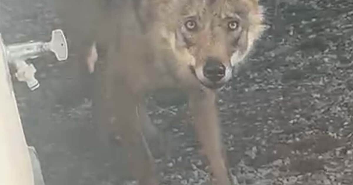 Tessa kijkt uit het raam en ziet een wolf in haar achtertuin: ‘Mijn zoontje vroeg of hij hem mocht a