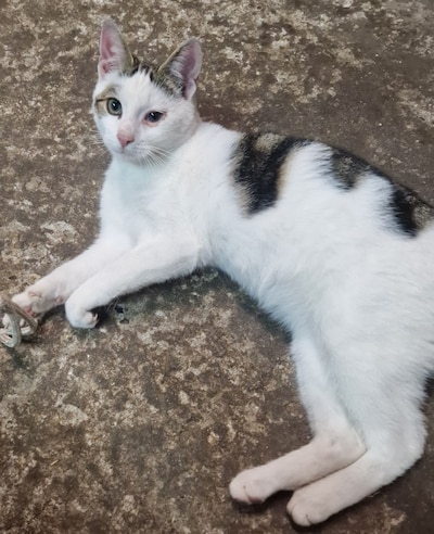Heb jij Chip, Lientje of Roos gezien? Deze vijf huisdieren worden in Ede vermist
