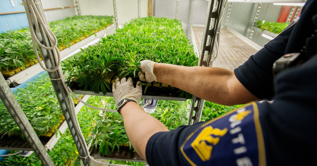 Burgemeester Kats grijpt in na vondst hennepstekkerij in Veenendaalse woning