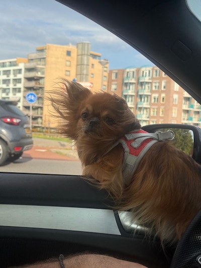 Heb jij Ivo gezien? Dit huisdier wordt in Buren vermist