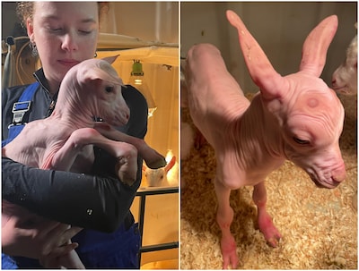 Primeur: extreem zeldzame naakte geit Jan verbaast iedereen: ‘Alsof je rubber aait’